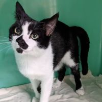 Enumclaw Veterinary Hospital ico