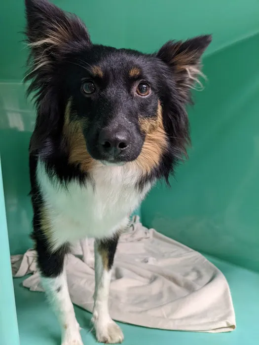 Enumclaw Veterinary Hospital Picture 10