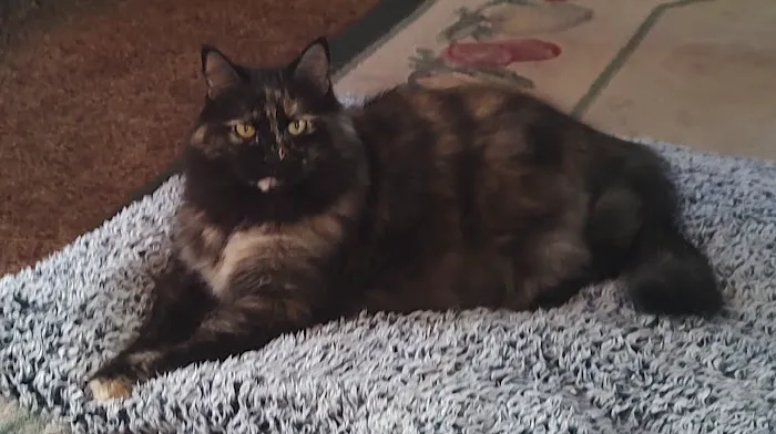 Buckley Veterinary Hospital Picture 1