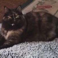 Buckley Veterinary Hospital ico