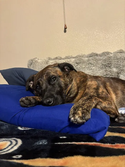 Buckley Veterinary Hospital Picture 6