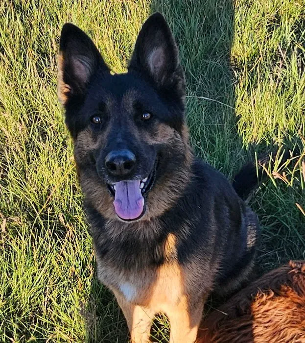 Buckley Veterinary Hospital Picture 7