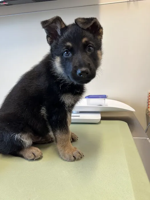 BoosterPet Veterinary Care & Urgent Care in Bonney Lake Picture 1