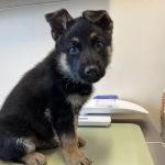 BoosterPet Veterinary Care & Urgent Care in Bonney Lake