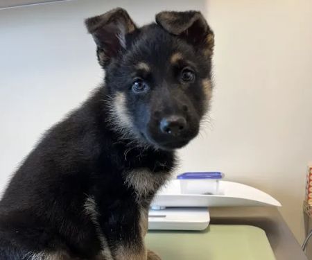BoosterPet Veterinary Care & Urgent Care in Bonney Lake