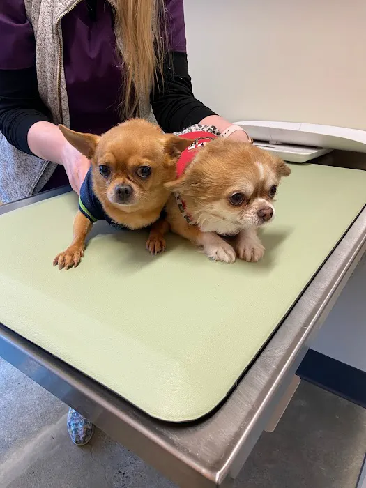 BoosterPet Veterinary Care & Urgent Care in Bonney Lake Picture 6