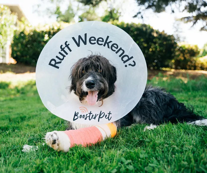 BoosterPet Veterinary Care & Urgent Care in Bonney Lake Picture 9