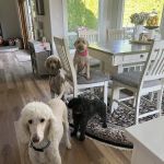River Road Animal Hospital