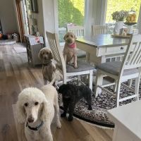 River Road Animal Hospital ico