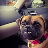 Farris Veterinary Clinic ico