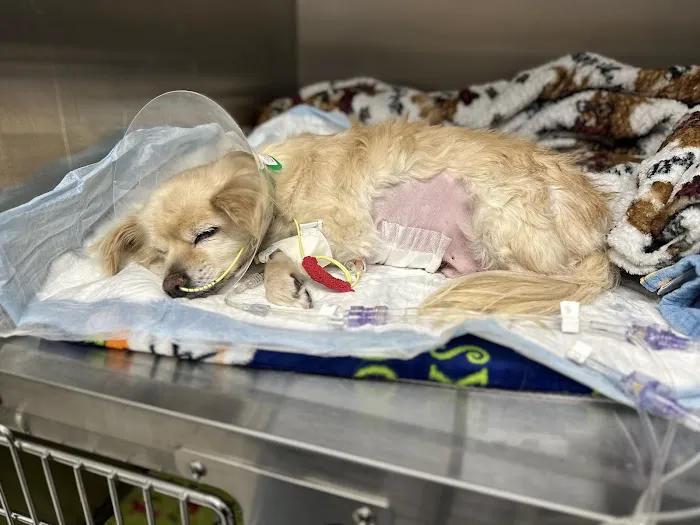 Old Growth Veterinary Emergency & Critical Care Picture 7