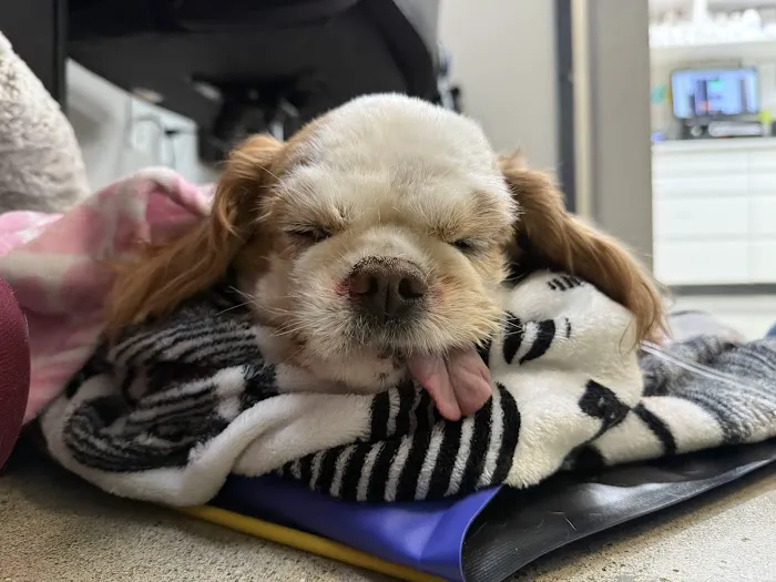 Heart and Soul Veterinary Center Picture 1