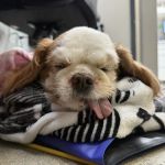 Heart and Soul Veterinary Center