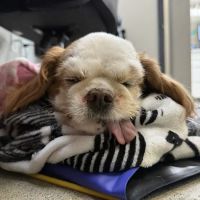 Heart and Soul Veterinary Center ico