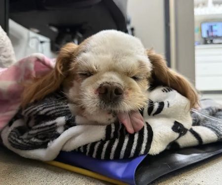 Heart and Soul Veterinary Center