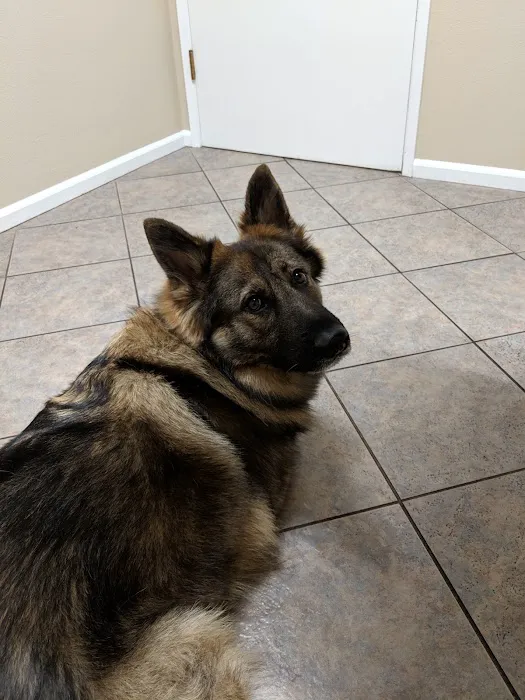 University Place Veterinary Hospital Picture 1