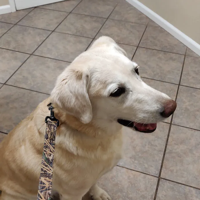 University Place Veterinary Hospital Picture 2