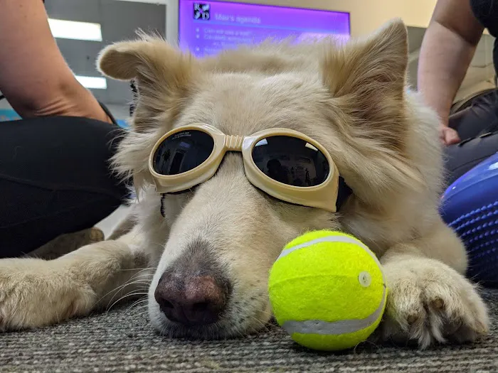 Ruff Day Vet + Pet Gym Picture 1