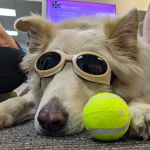 Ruff Day Vet + Pet Gym