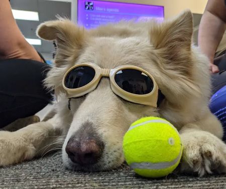 Ruff Day Vet + Pet Gym