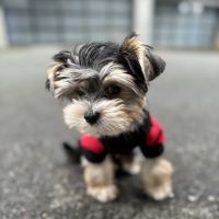 Fircrest Veterinary Hospital ico