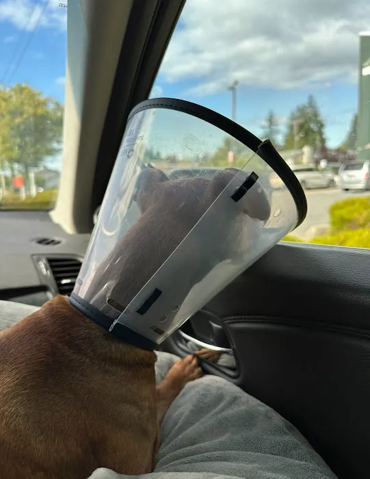 Rainier Animal Eye Picture 5