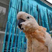Evergreen Avian and Exotic Animal Hospital ico