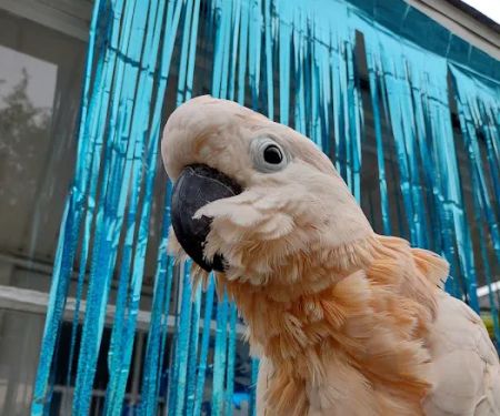 Evergreen Avian and Exotic Animal Hospital