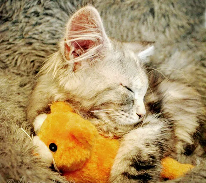 Button Veterinary Hospital Picture 10
