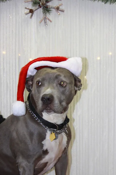Button Veterinary Hospital Picture 9