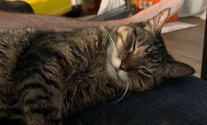 Feline Hyperthyroid Treatment Picture 2