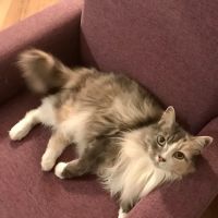 Feline Hyperthyroid Treatment ico