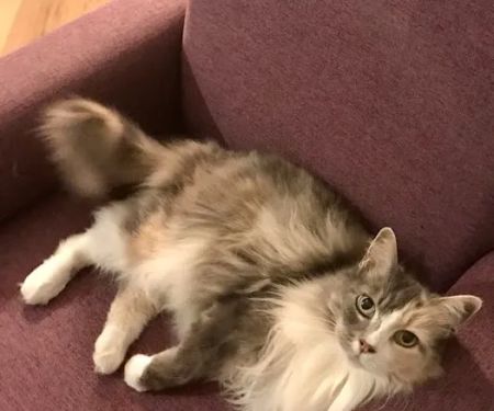 Feline Hyperthyroid Treatment