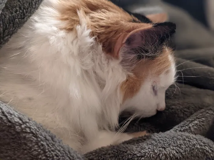 Feline Hyperthyroid Treatment Picture 6
