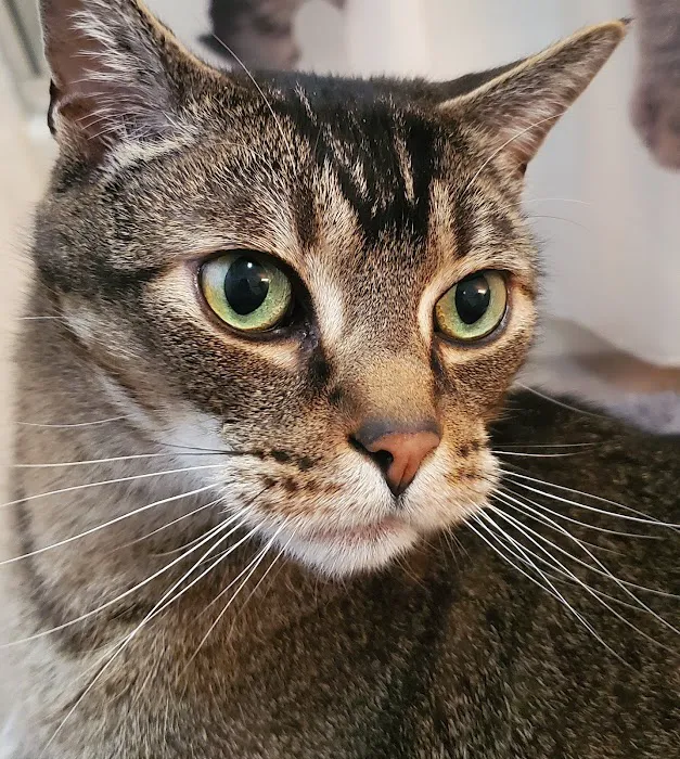 Feline Hyperthyroid Treatment Picture 3