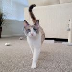 Northwest Spay & Neuter Center