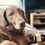 Summit Veterinary Referral Center