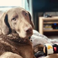Summit Veterinary Referral Center ico