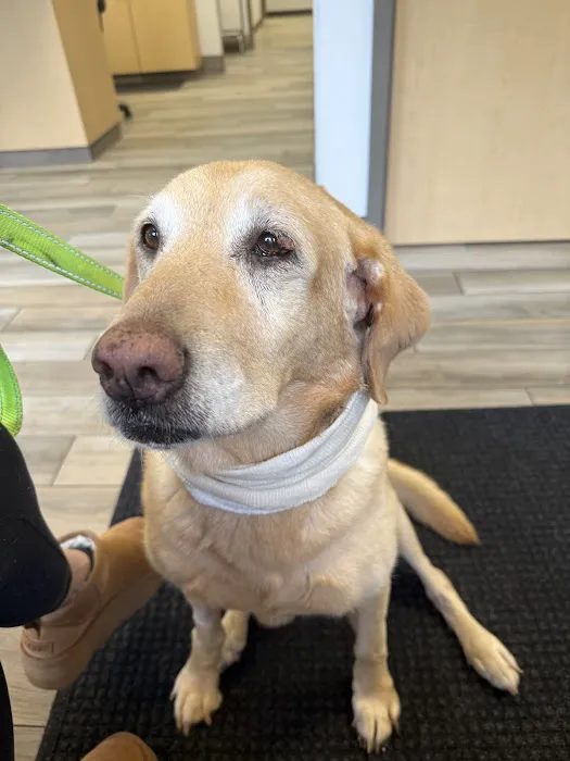Summit Veterinary Referral Center Picture 4