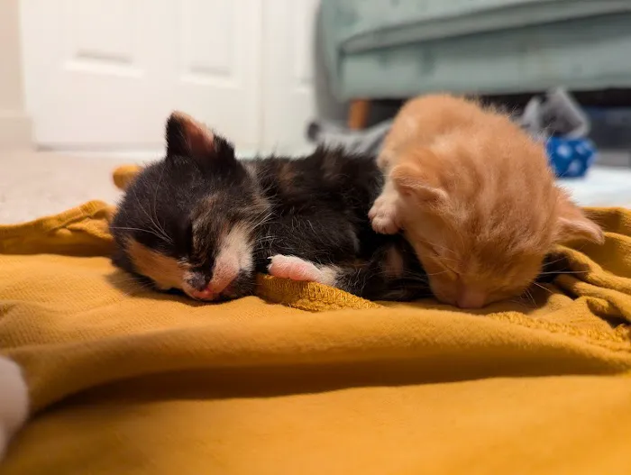 Animal Care Clinic Picture 2