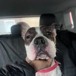 Animal Care Clinic
