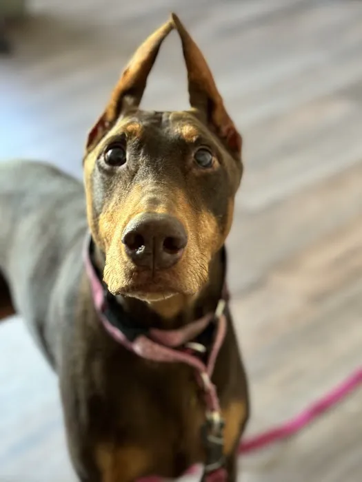 South Sound Veterinary Imaging Picture 10