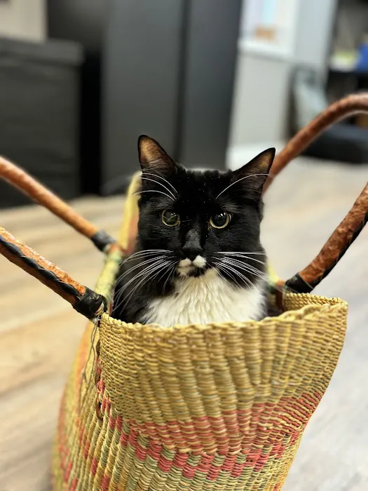 South Sound Veterinary Imaging Picture 6