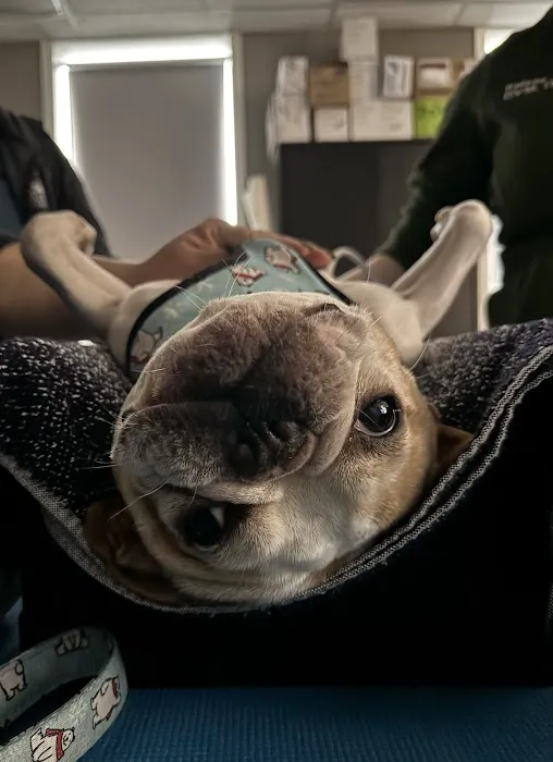 South Sound Veterinary Imaging Picture 9