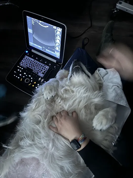 South Sound Veterinary Imaging Picture 7