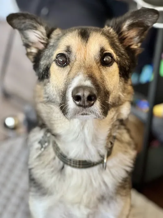 South Sound Veterinary Imaging Picture 4