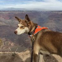 BluePearl Pet Hospital ico
