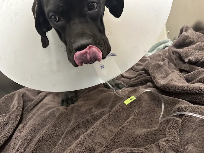 BluePearl Pet Hospital Picture 3