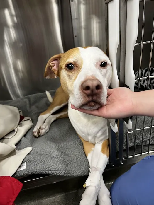 BluePearl Pet Hospital Picture 2