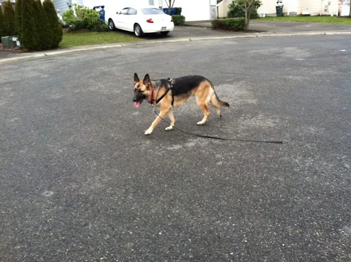 BluePearl Pet Hospital Picture 7